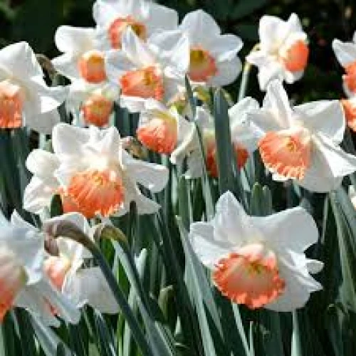 Narcissus Pink charm 